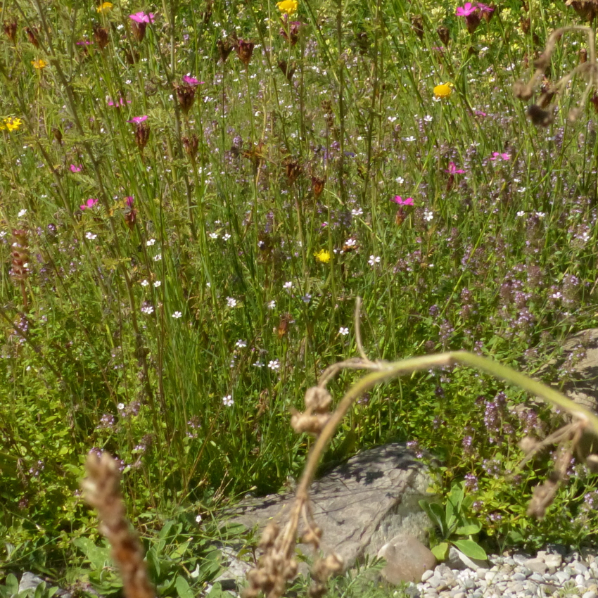 Blumenschotterrasen