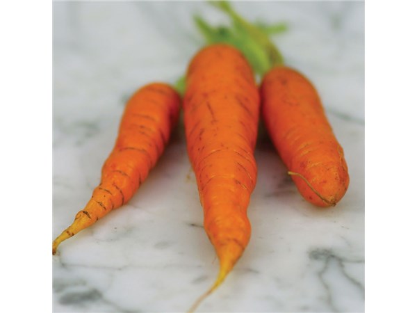 Frühe von Nantes, Karotte
