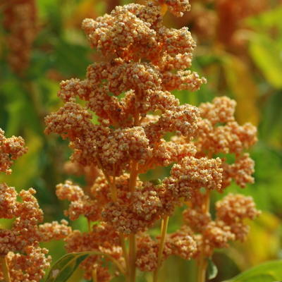 Quinoa  Oro de Valle