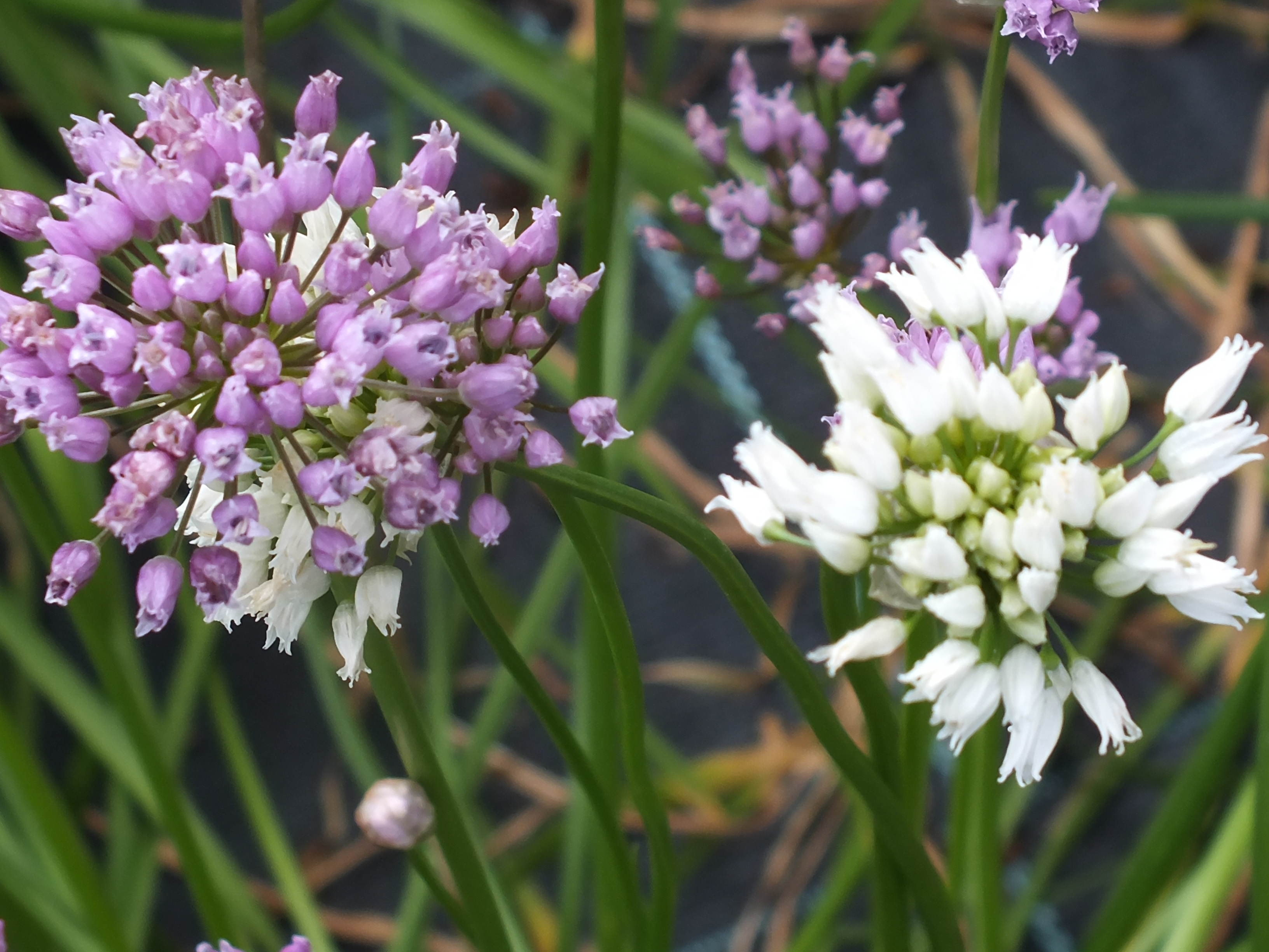 Kantenlauch (Wildform)