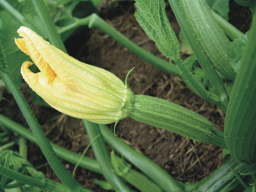 Costata Romanesco, Zucchini
