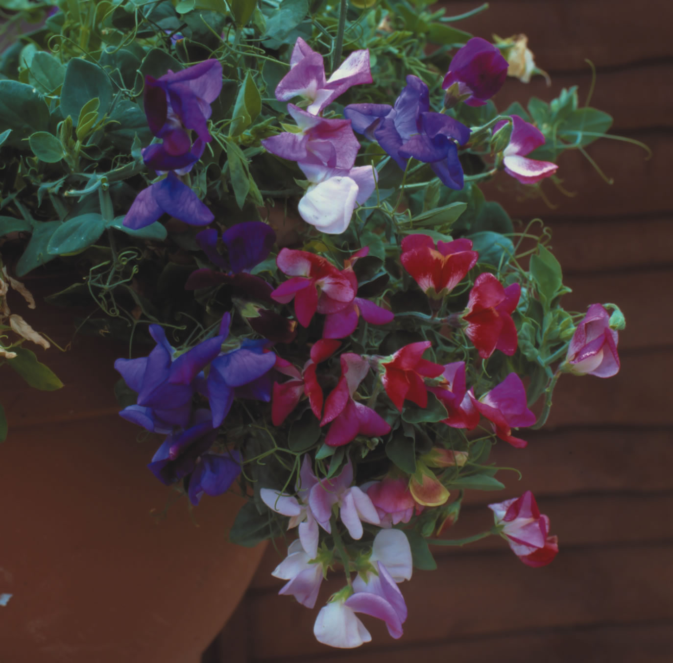 Duftwicke "Cupid Mix"