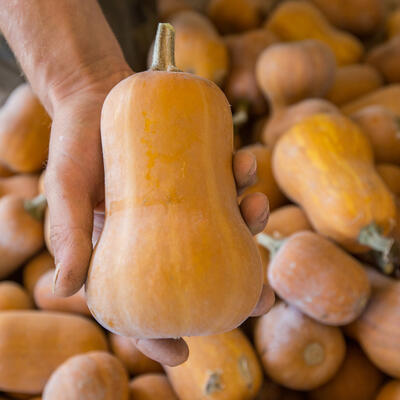 Butternut Honey Nut, Moschuskürbis