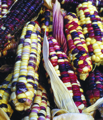 Regenbogen der Inkas, Zuckermais