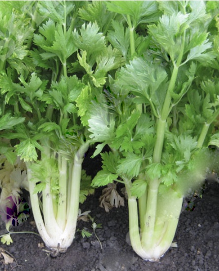 Stangensellerie Golden Self Blanching