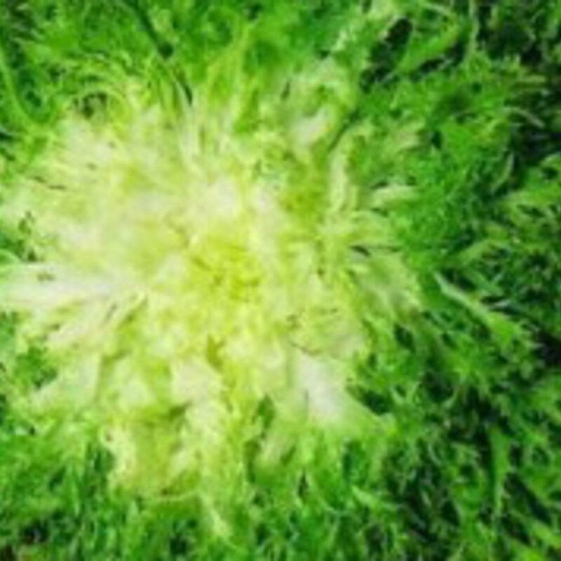 Chicoree Frisée, Riccia Cuor d´Oro