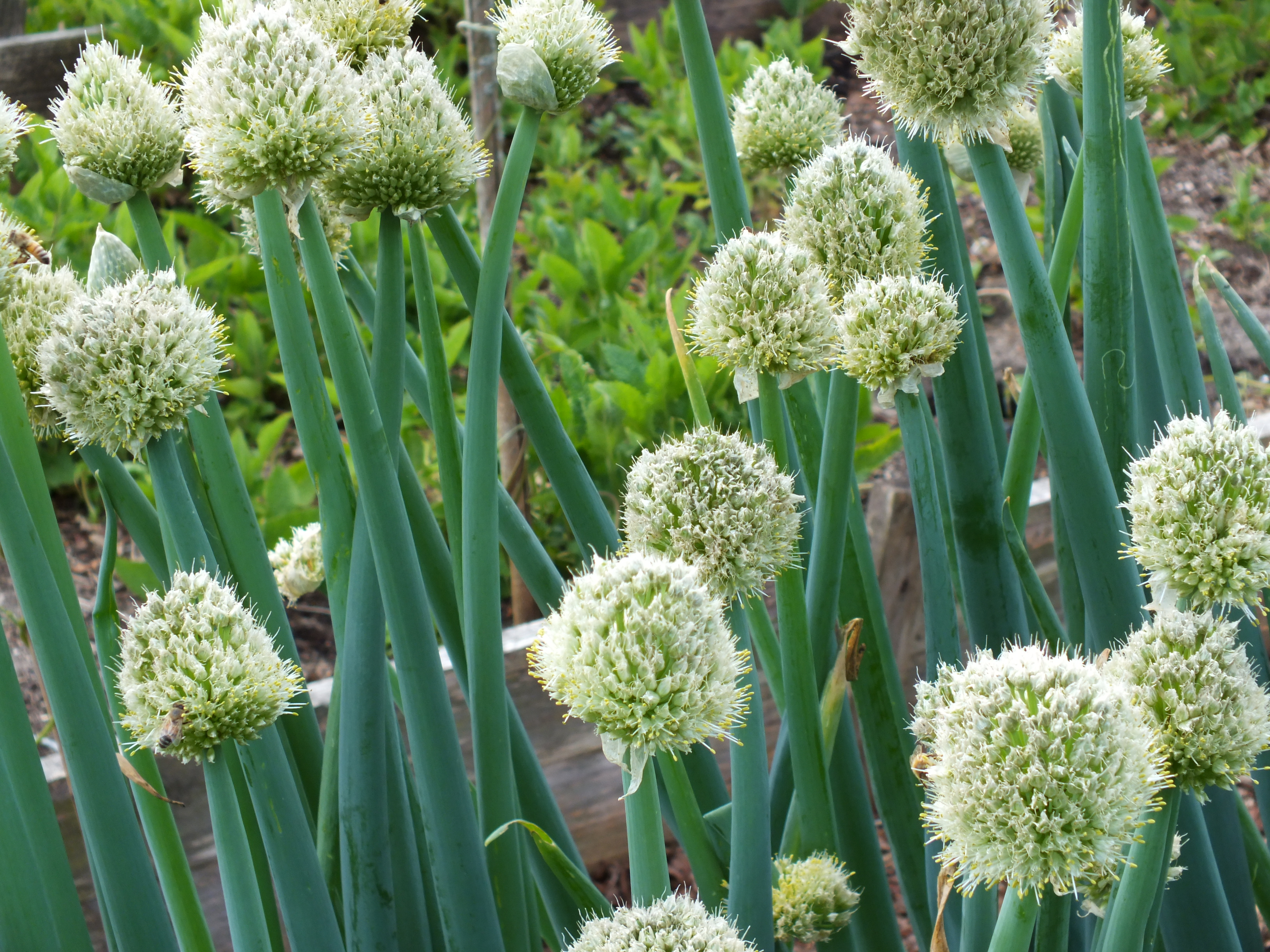 Winterheckenzwiebel, winterhart