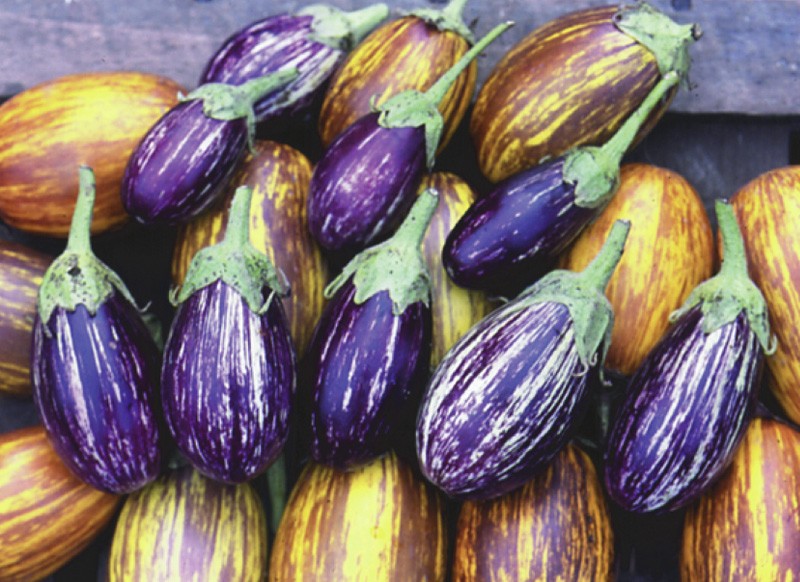 Bunte Auberginen Mischung